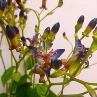 ニイタカホトトギス