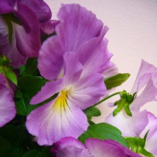 ニジイロスイートラブ