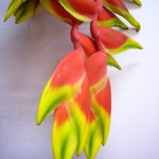 ヘリコニア ハンギング