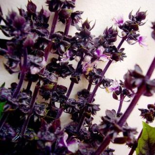 バジル レッドルビン