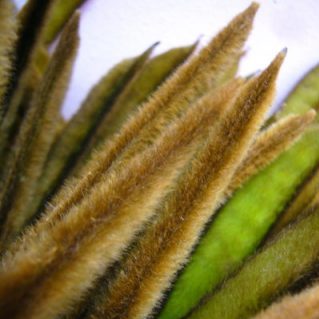 バニラビーンズシナモン