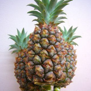 パイナップル 枝付き