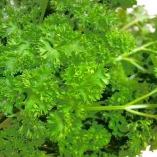 パセリ