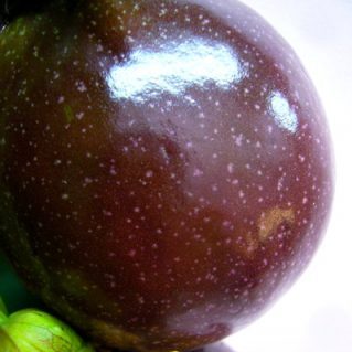 パッションF ルビースター