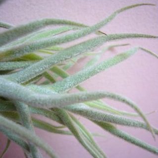 パラセアメジャー