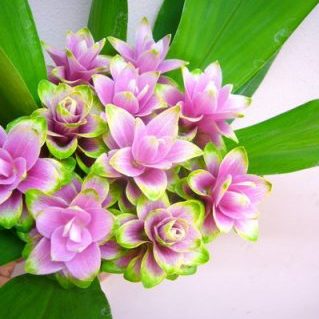 パルビフローラ