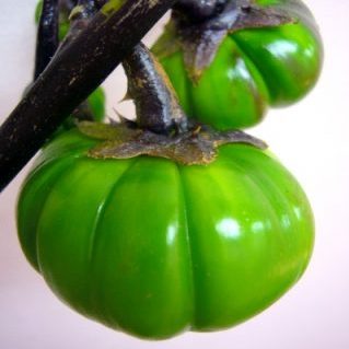 パンプキン（ソラナム）