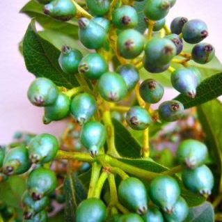 ビバ―ナムティナス