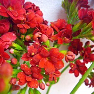 ビューティフルレッド