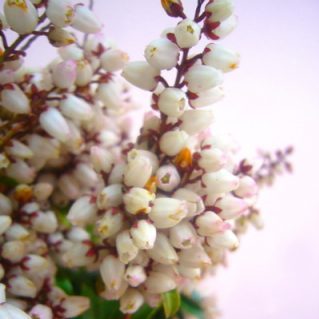 ピエリス J ボンファイ