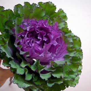 ファーストレディ