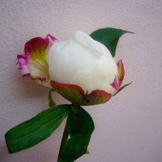 フェスティバマキシマ