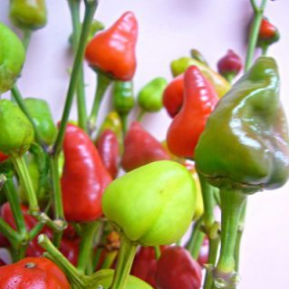 フリーズドルフレッド