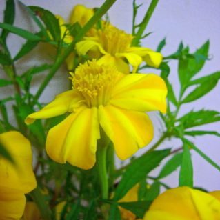 フレンチマリーゴールド