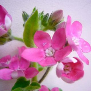 ブライダルルージュ