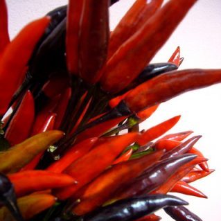 ブラックエース