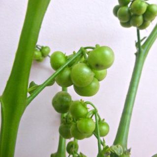 ブラックパールG