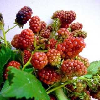 ブラックベリー