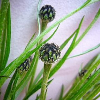 ブラックボール