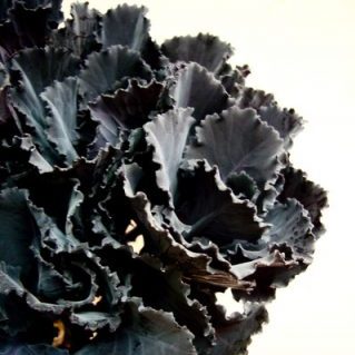 ブラックリーフ