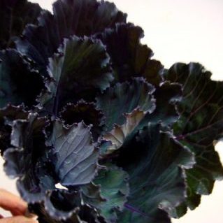 ブラックリーフ