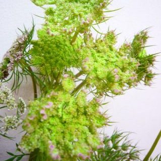 ブラックレースフラワー