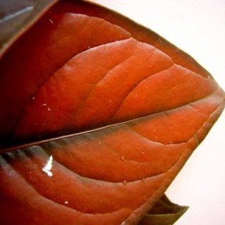 ブロンズリーフ