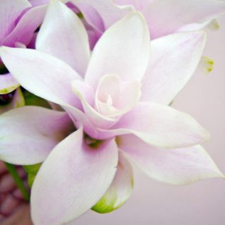 プーディングプリンセス