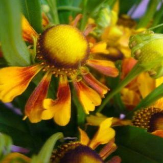 ヘレニュームレッド