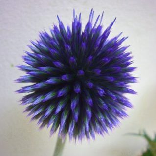 ベッチーズブルー