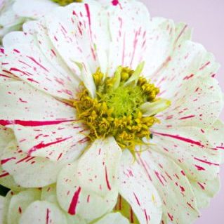 ペパーミントスティック