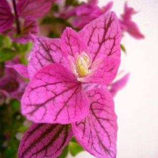 ホルミナム ピンク