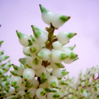 ホワイトベリー