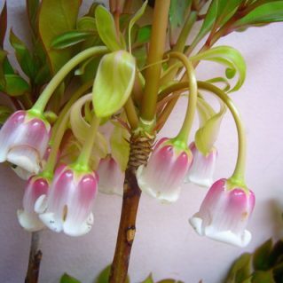 ホンコンドウダン