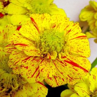 ポップAチュウリン