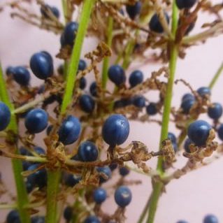 ポリア・ジャポニカ