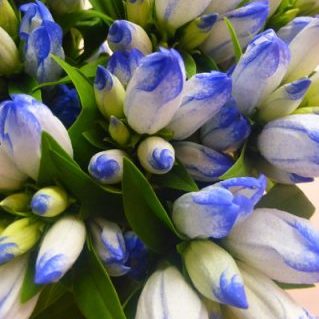 マイファンタジー