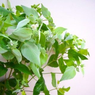 マウンテンミント