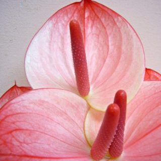 マキシマエレガンシア