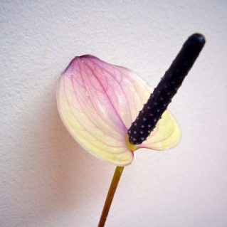 マキシマビオレッタ