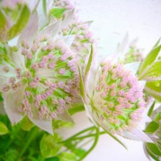 マキシマロゼア