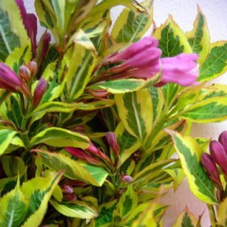 マジカルレインボー