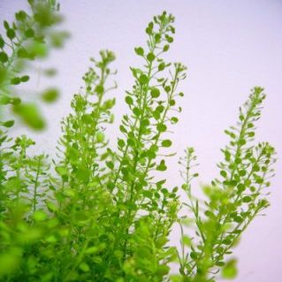 マメグンバイナズナ