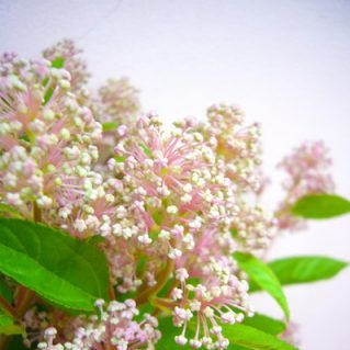 マリーサイモン