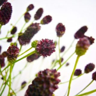 ミコノマイ（ワレモコウ）