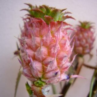 ミニパイナップル