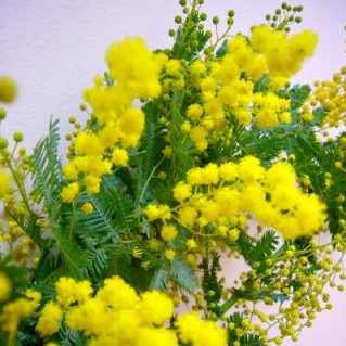ミモザアカシア