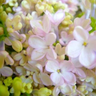 メイデンズブラッシュ