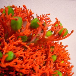 ヤトロファ ファイアークラッカー