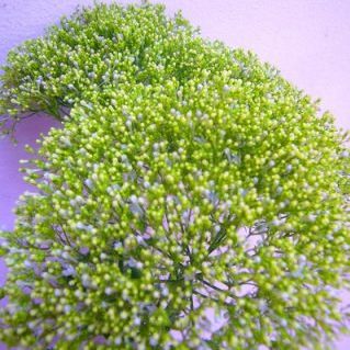 ユウギリソウ シロ